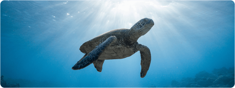 Ocean Sustainability: A Call to Action for Teachers and Students